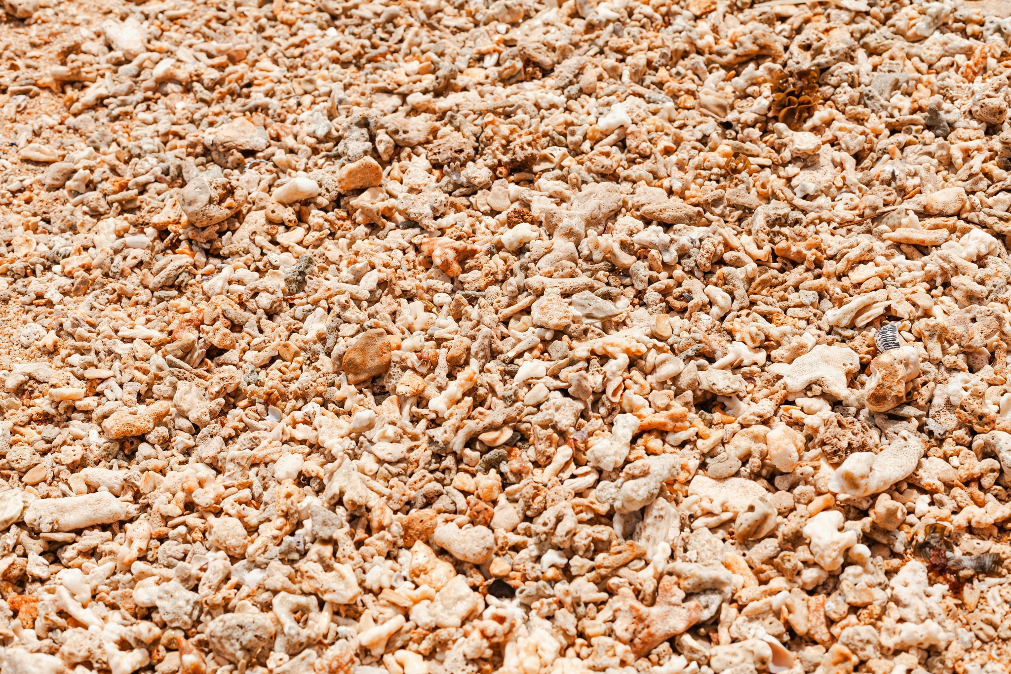 Wood Shavings That Keep Animals Comfortable and Dry