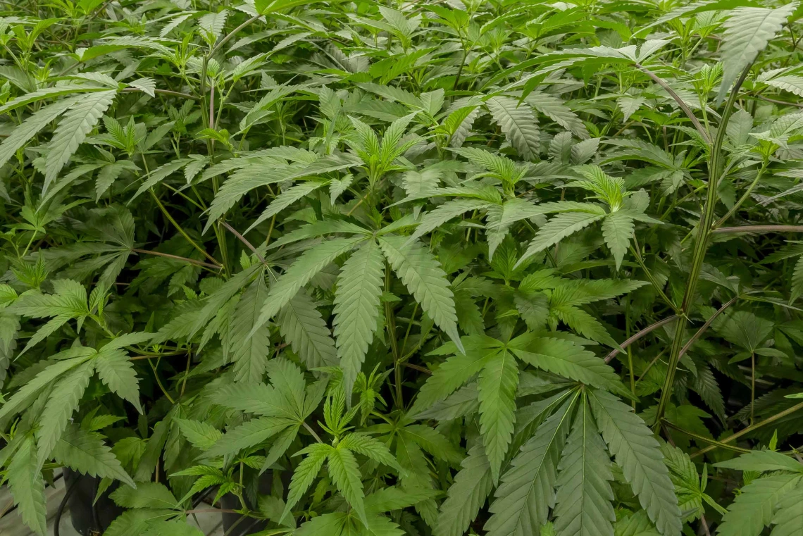 Why Fat Panda Cannabis Is a Favorite at Popup CNX Chiang Mai