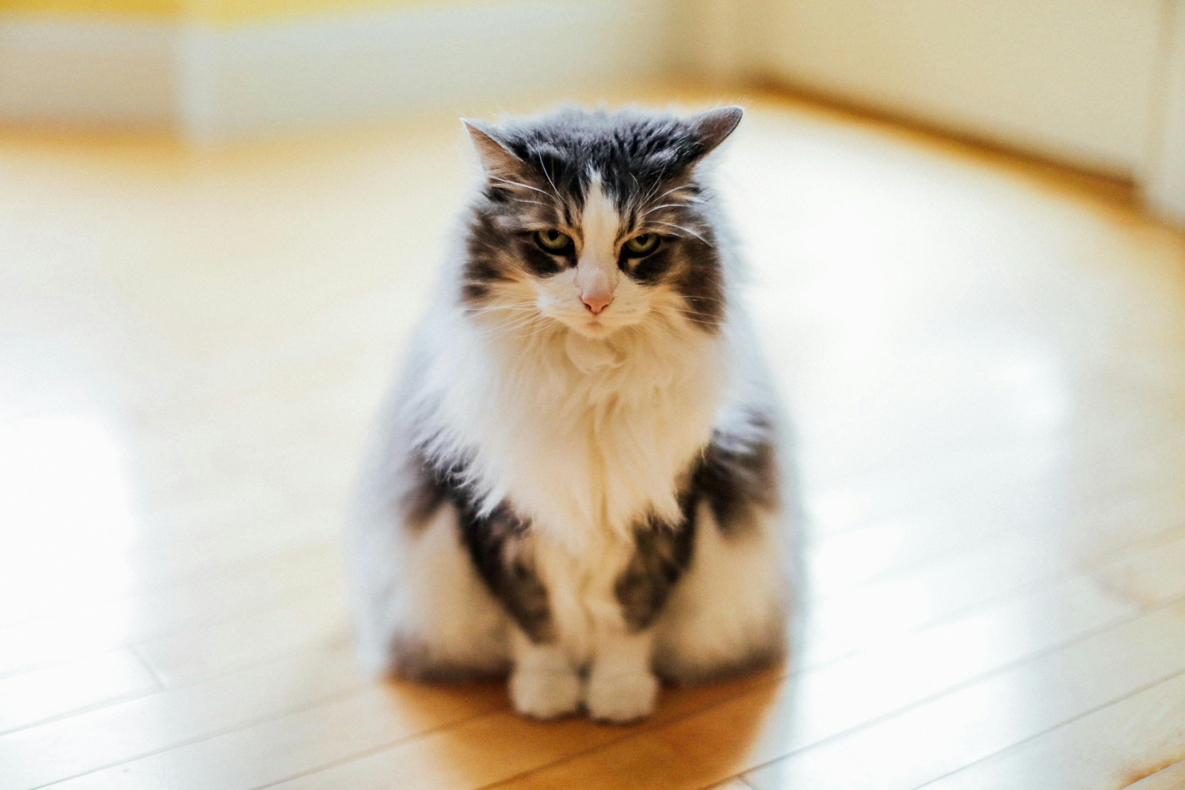Maine Coon Kittens for Sale Northern California with Health Guarantees