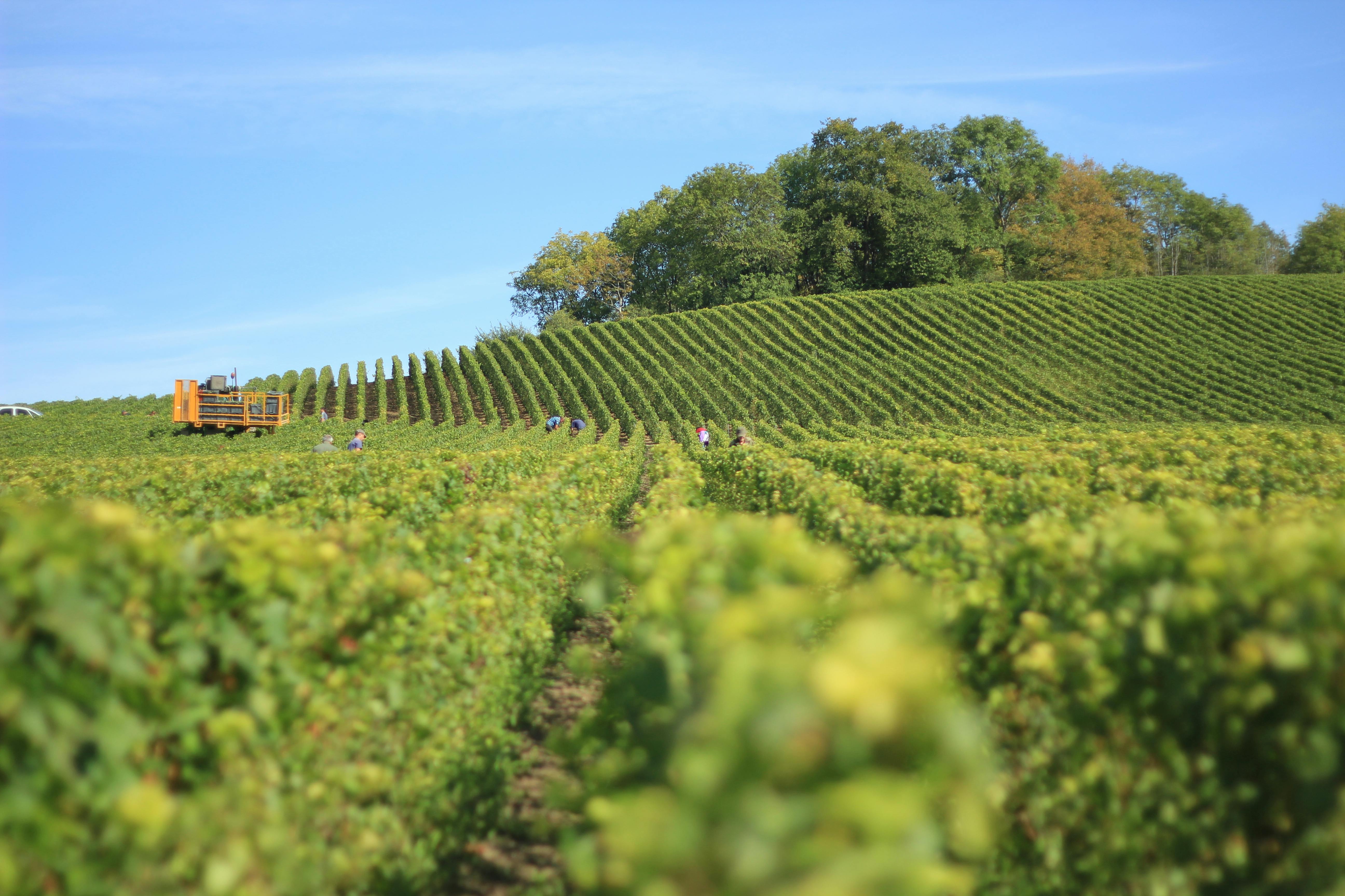 Sacramento Wineries That Offer Stunning Vineyard Views