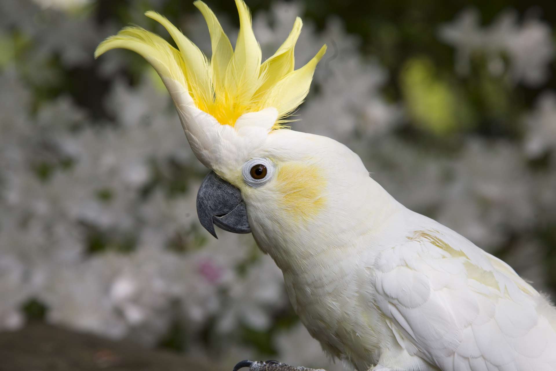 Exotic Birds – Premium Companion Birds Amazing Birds Farm