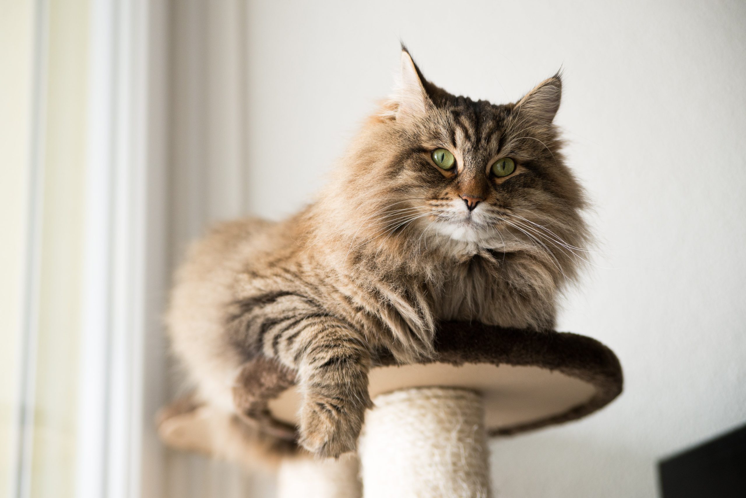 Adopt a Maine Coon Kitten | Trusted Breeder in California