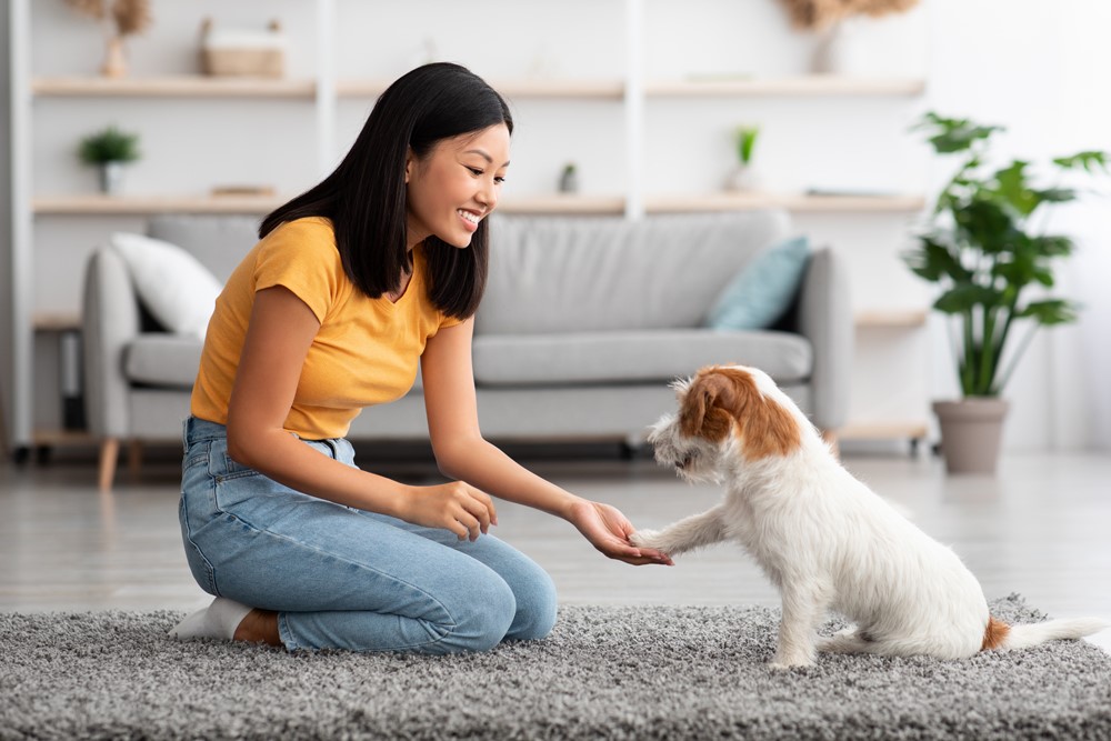 Vet Home Certs: Affordable Certificates for Every Pet Owner