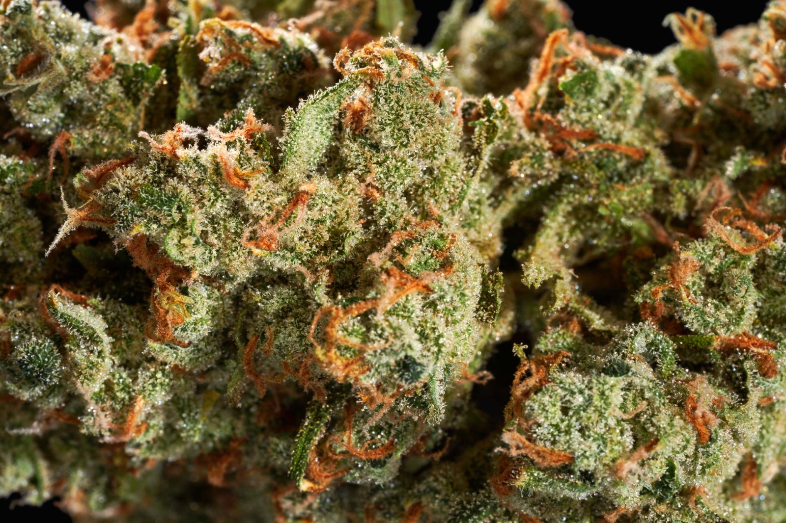 Clubs Cannabis Madrid: Top Madrid Cannabis Via Experience